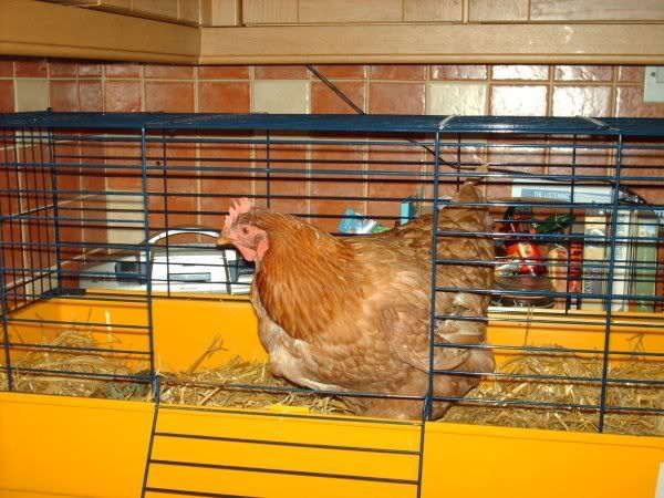 PeckyFree.jpg