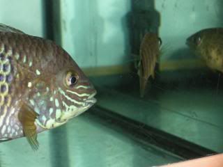 DSCN1547.jpg