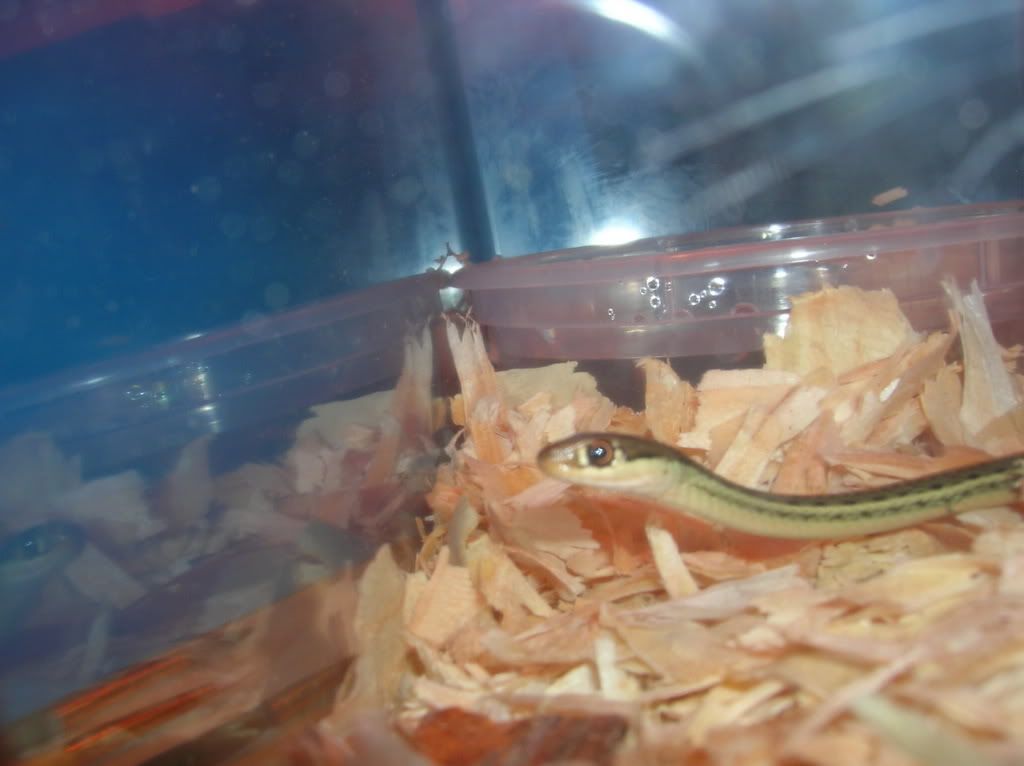 snake007.jpg