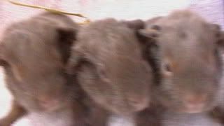 helensbabies001.jpg