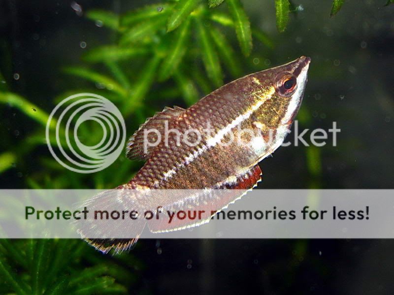 Samurai_Gourami_20.jpg