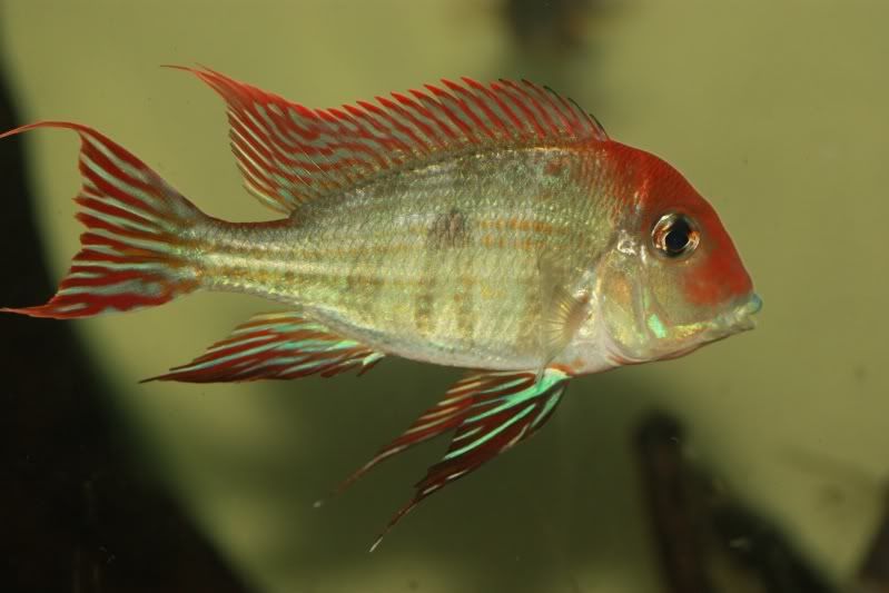 tapajos3.jpg