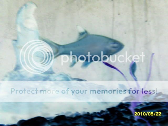 SDC14650.jpg