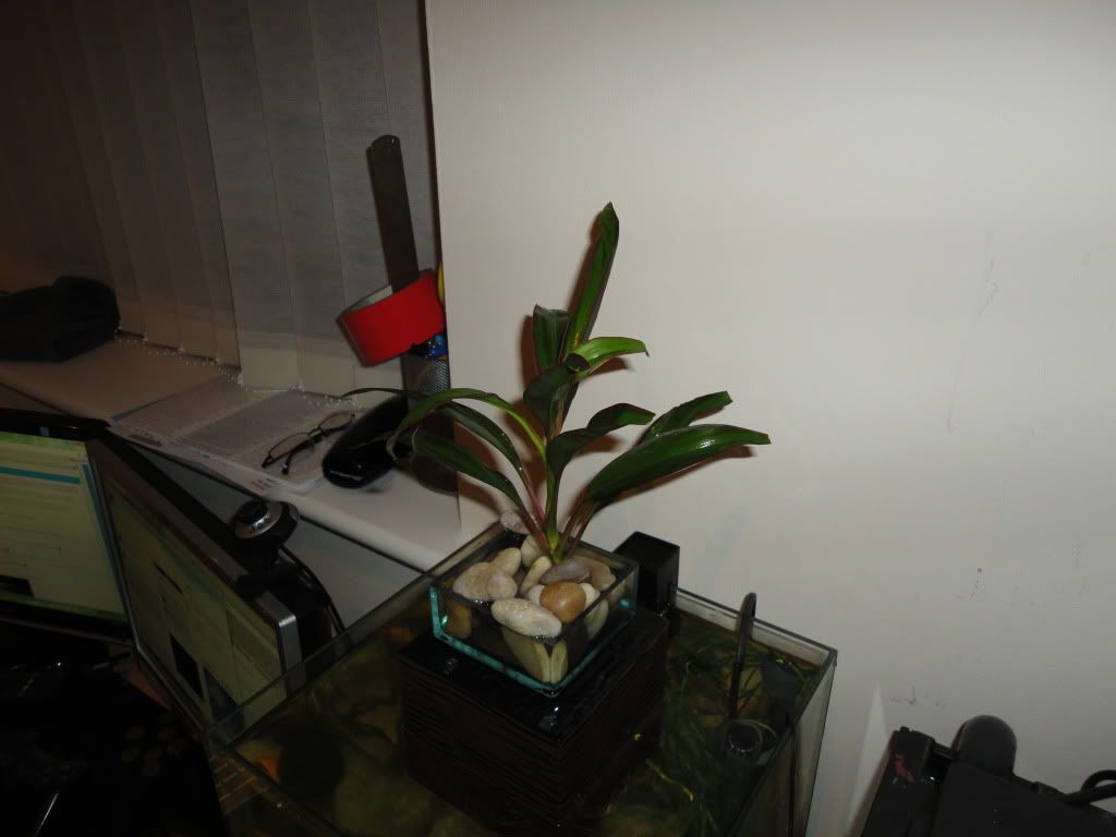DSC00419.jpg