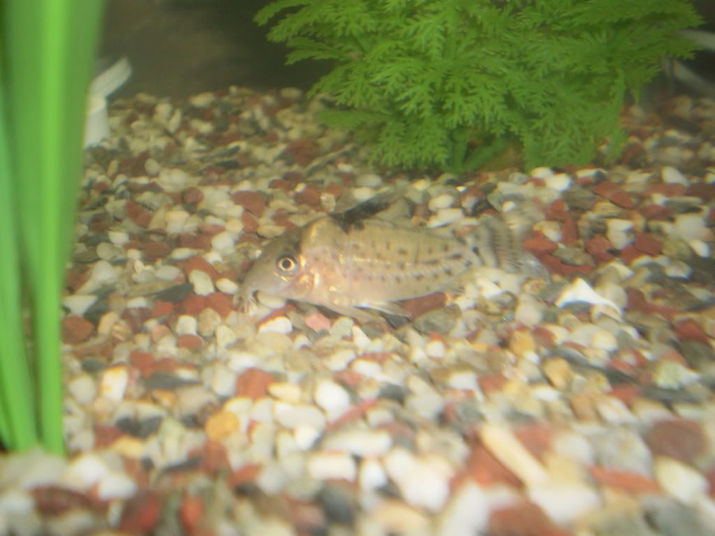 fishiesinluv6779.jpg