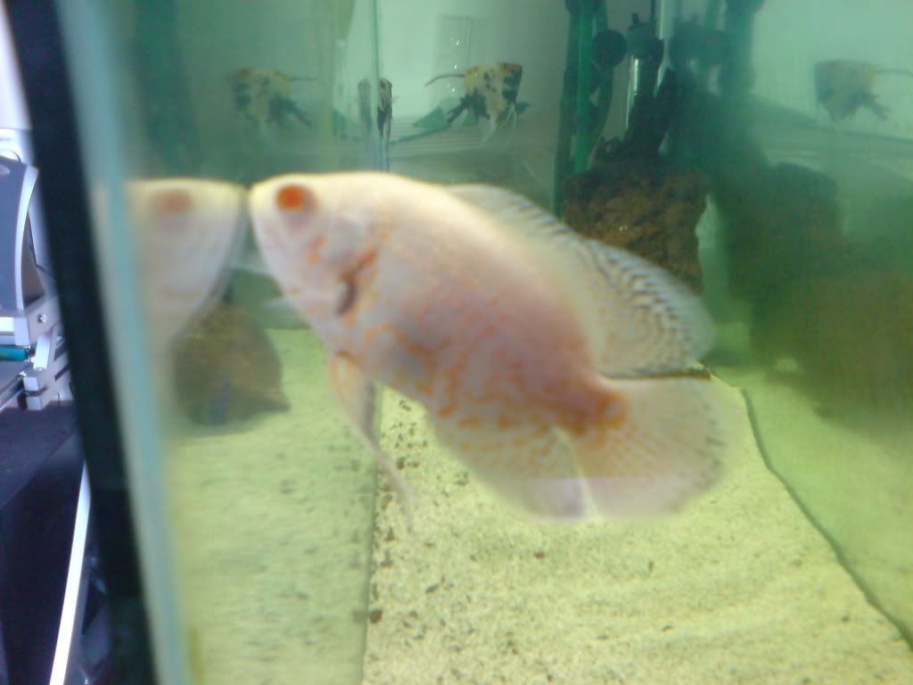 DSC00433.jpg