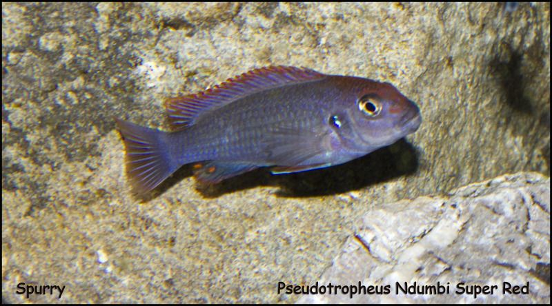 PseudotropheusNdumbiSuperRed.jpg