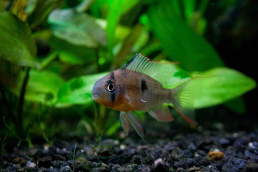 Fish-6.jpg