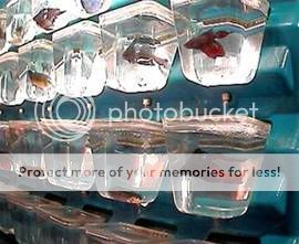bottles.jpg