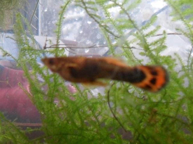 2435_guppy1.jpg
