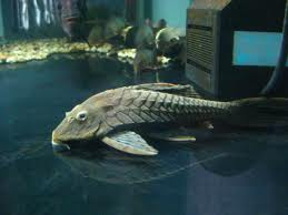 pineapplepleco.png