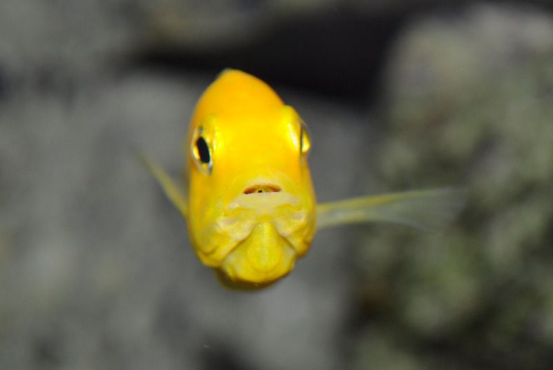 babyfish5.jpg