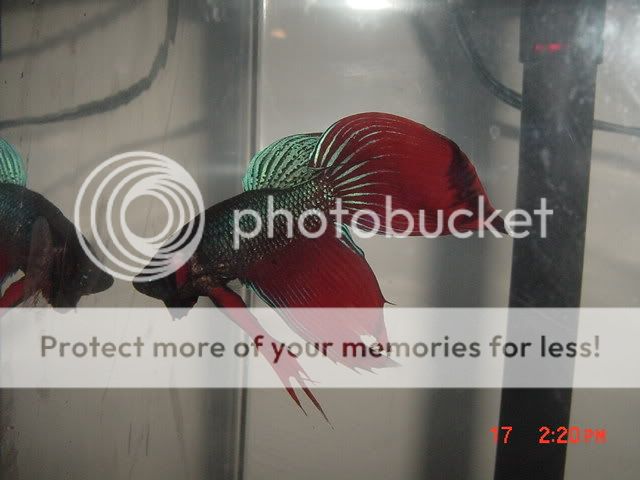 DSC00134.jpg