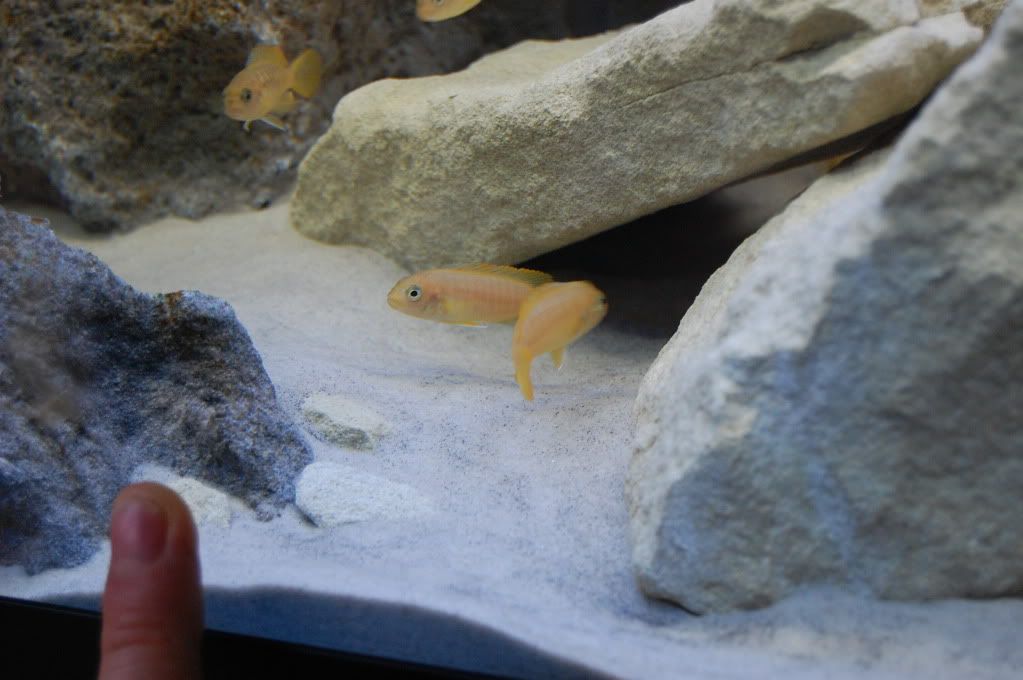 DSC_0217.jpg