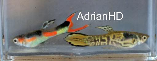 test914.jpg