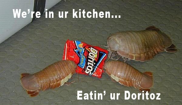isopod2copyas2.jpg