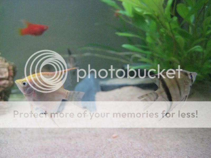 fish002-1.jpg