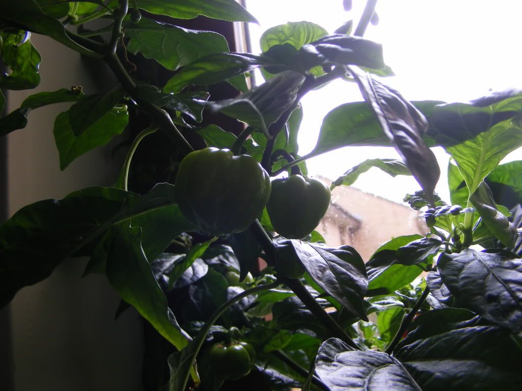 DSCF3212.jpg