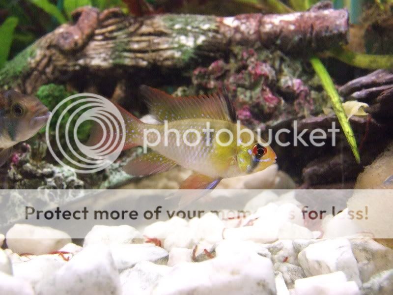 fish316.jpg