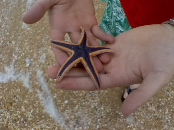 Starfish.jpg
