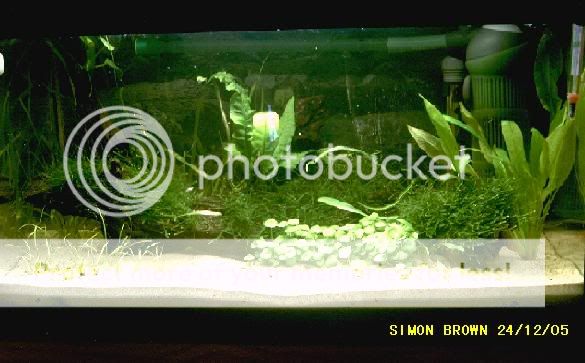 plantedbettatank24thdec05.jpg