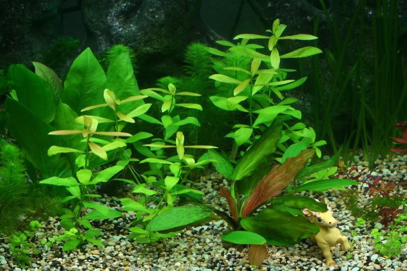 Main_Tank_H_polsperma.jpg