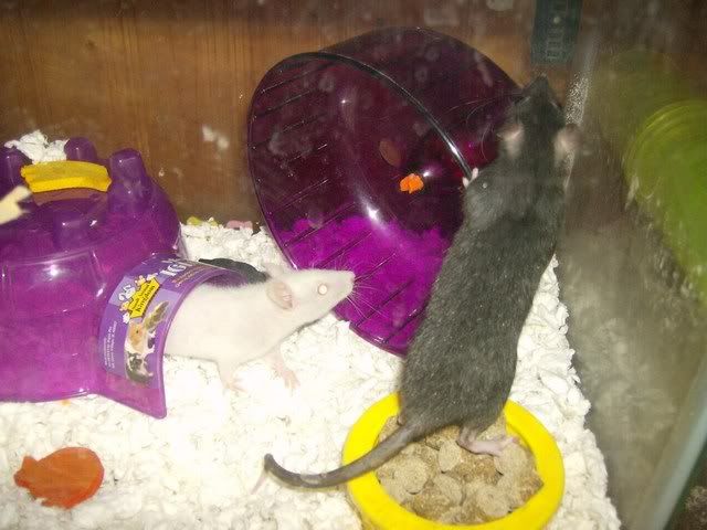 Rats009.jpg