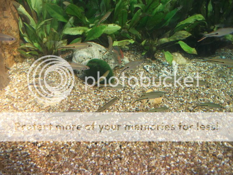 bluereef133.jpg