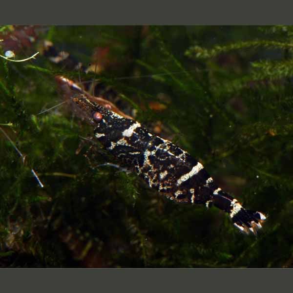 Caridina_serratirostris_01.jpg