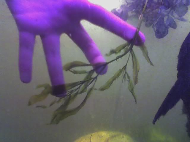 Unidentifiedplant4.jpg