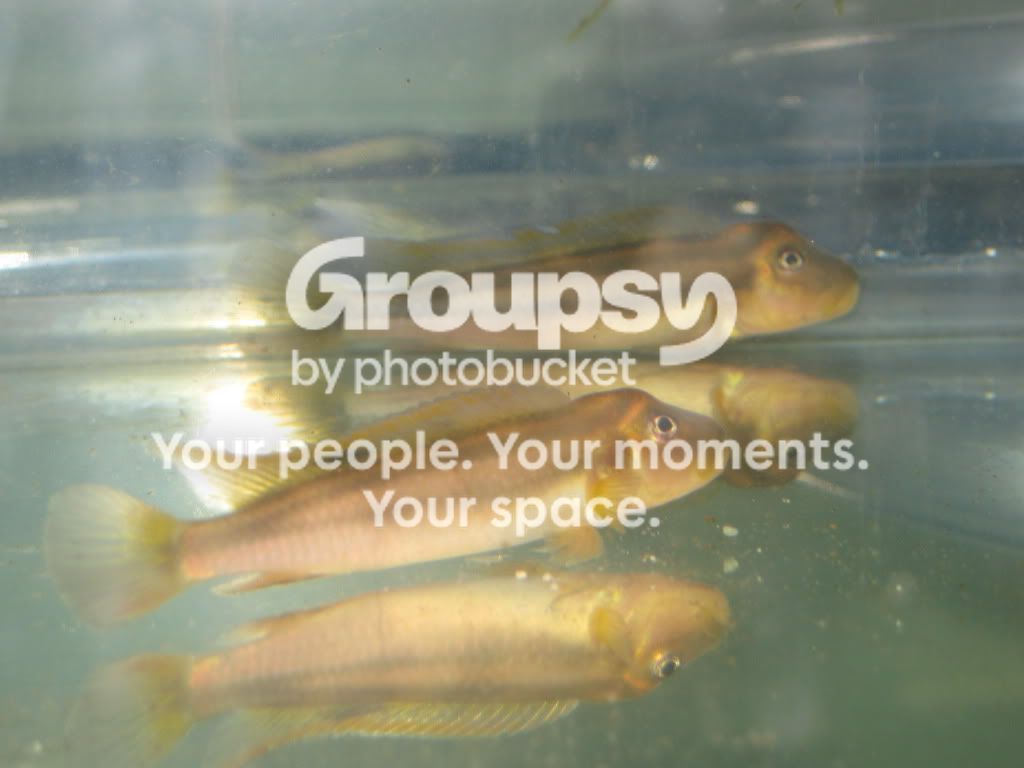 SpringFishExpo10026.jpg