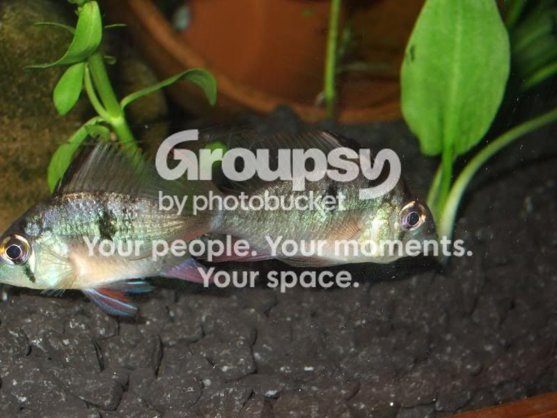 fish002-1.jpg
