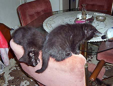 000_82761.jpg