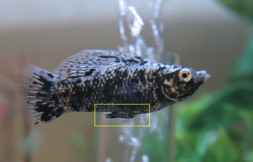 13049d1224717398-do-fish-get-fat-1male-20molly.jpg