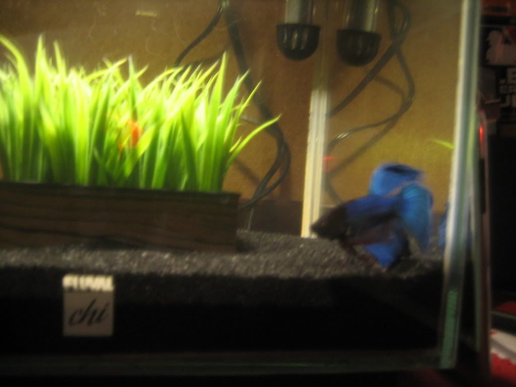 fish031.jpg