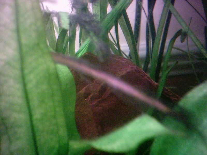 Algae2.jpg