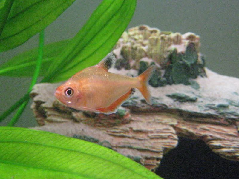fish003.jpg