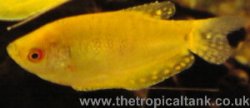 gold_gourami.jpg