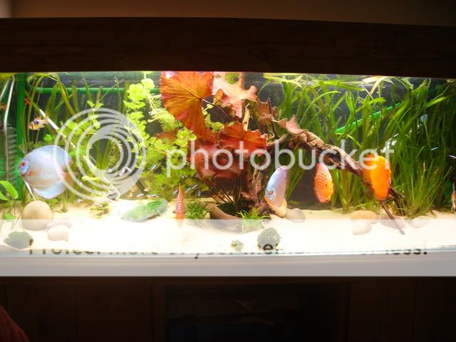 discus019.jpg