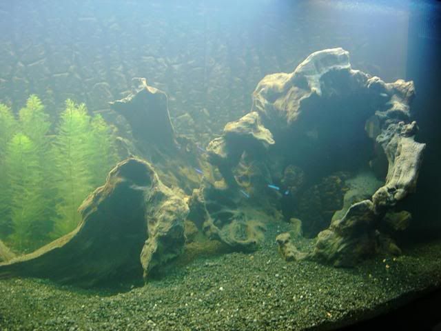 IMAG0049-1.jpg