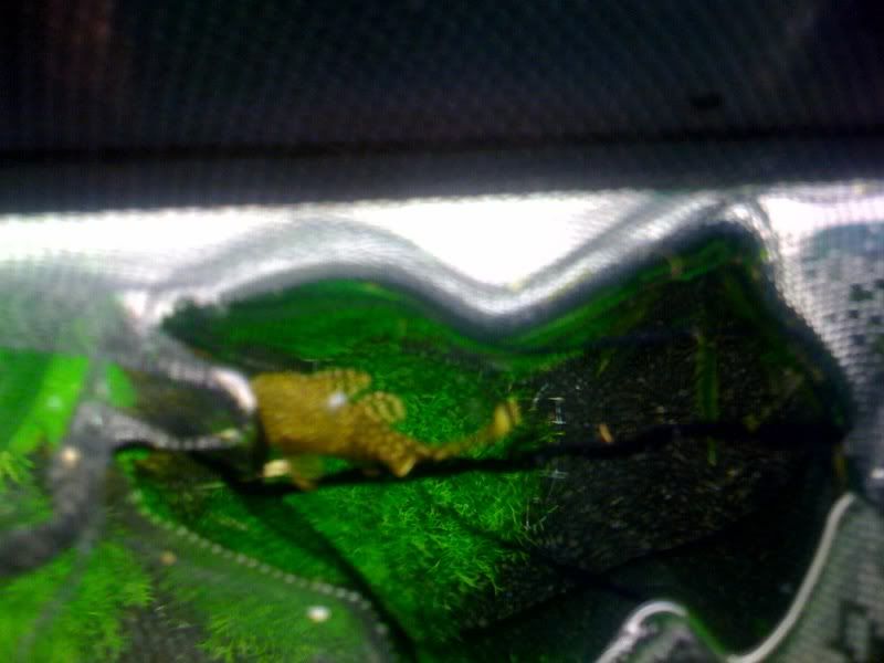 plec1.jpg