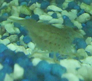 shrimp-2.jpg