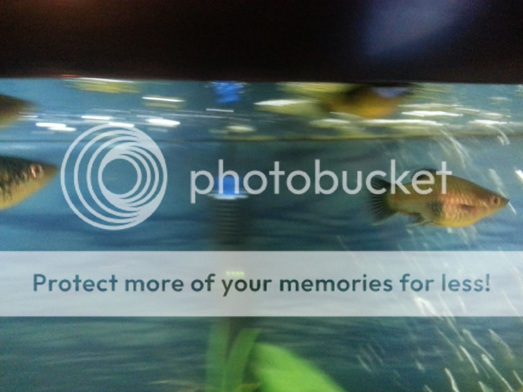 20121028_203512_zps9979bf4f.jpg