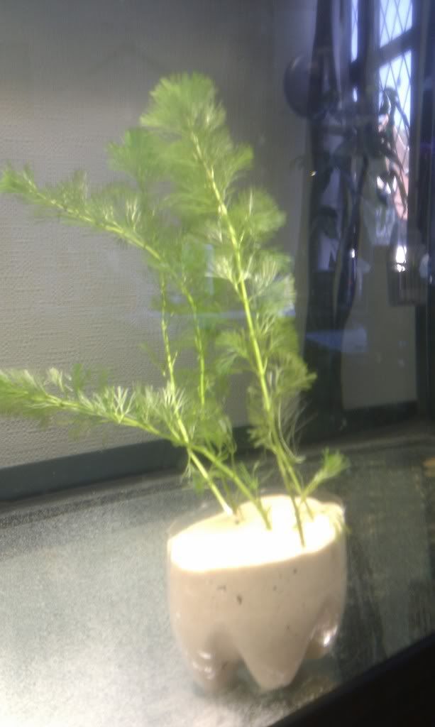 IMAG0222.jpg