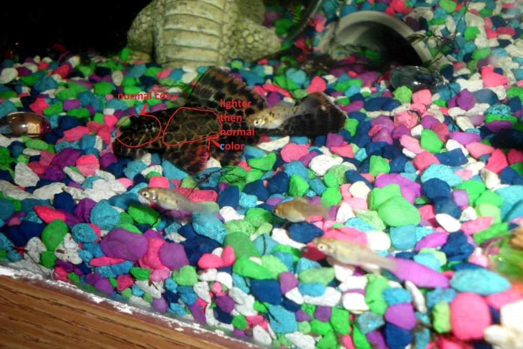 pleco-1.jpg