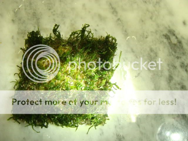 Moss005.jpg