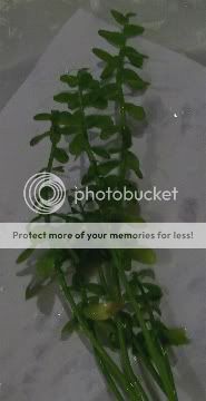 unknownplant6.jpg