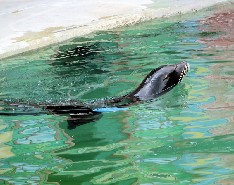 SeaLion.jpg