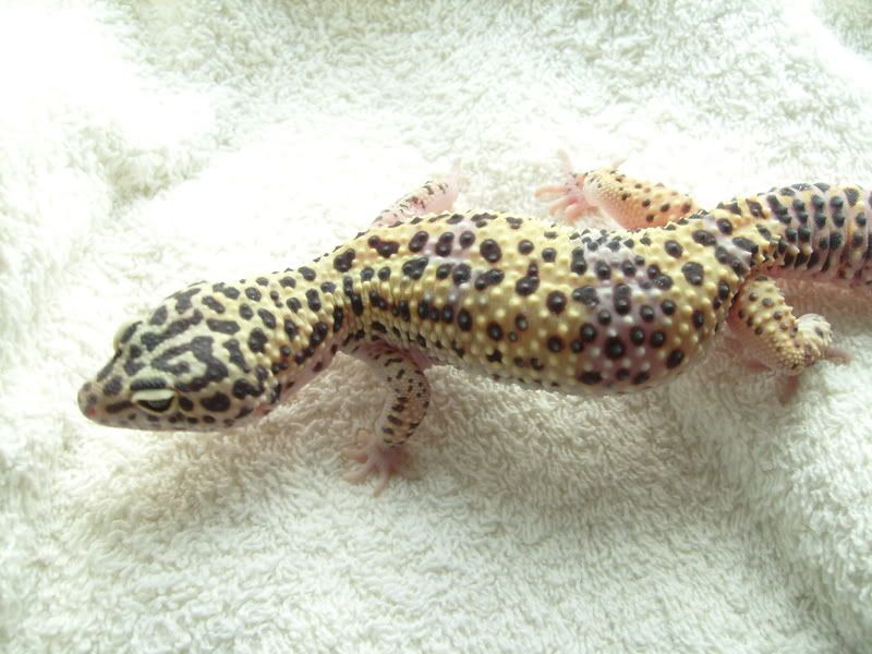 Picsofpetsoctober08094.jpg