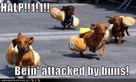 loldogs-funny-dog-pictures-daschund.jpg